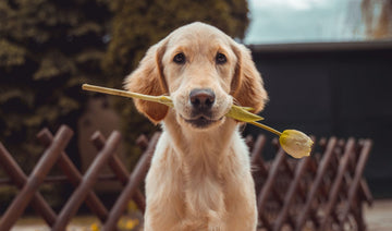 The Ultimate Guide to Dog Grooming: How to Keep Your Dog’s Coat Shiny and Skin Healthy with the Right Products