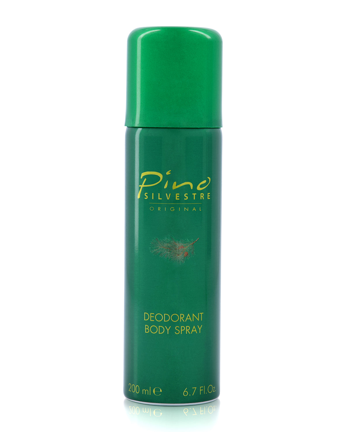 Pino Silvestre